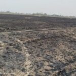 बलिया के तीन गांवों के 200 किसानों की 100 एकड़ गेहूं की फसल जली