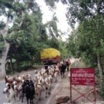 बलिया के बैरिया सागरपाली मार्ग पर पुलिस की मिलीभगत से दौड़ रही मिनी ट्रक