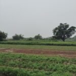 बलिया में अर्नब चक्रवात का असर, संकट में किसान