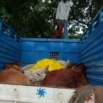 बलिया में अनियंत्रित हुई गाड़ी सड़क से उतरी, चालक भागा, गाड़ी पर लदे थे गोवंश